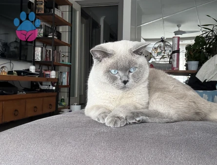 Erkek kedimize gelin arıyoruz 😇