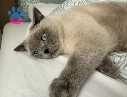 Erkek kedimize gelin arıyoruz 😇