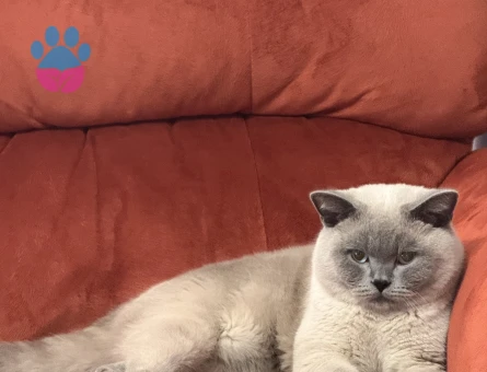 Erkek kedimize gelin arıyoruz 😇