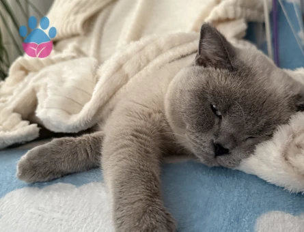 Erkek kedimize gelin arıyoruz 😇