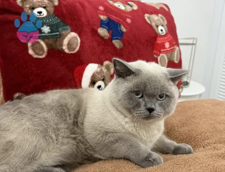 Erkek kedimize gelin arıyoruz 😇