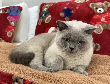 Erkek kedimize gelin arıyoruz 😇