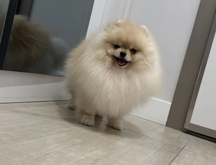 Poomeranian Boo - 118976257