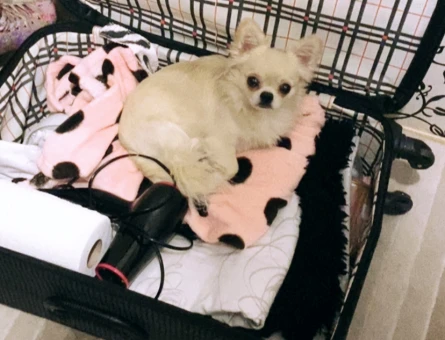 Chihuahua - 118976258