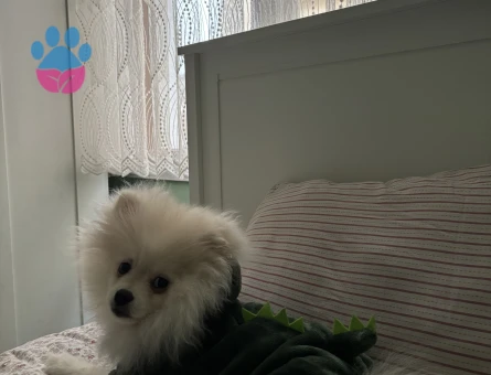 Pomeranian Boo Yakışıklıya Eş Aranıyor