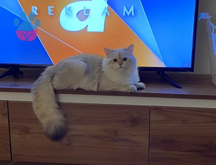 British Longhair erkek kedime eş arıyorum