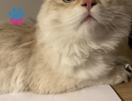 British Longhair erkek kedime eş arıyorum