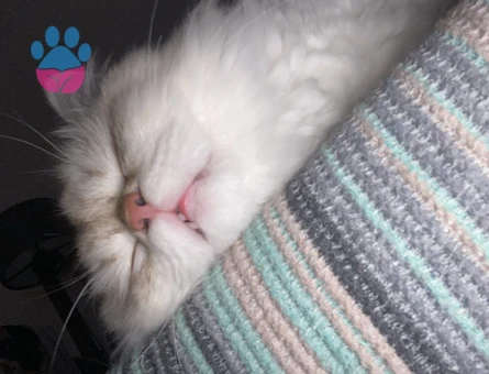 British Longhair erkek kedime eş arıyorum