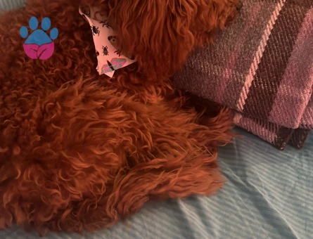 Kopegim için eş ariyoruz