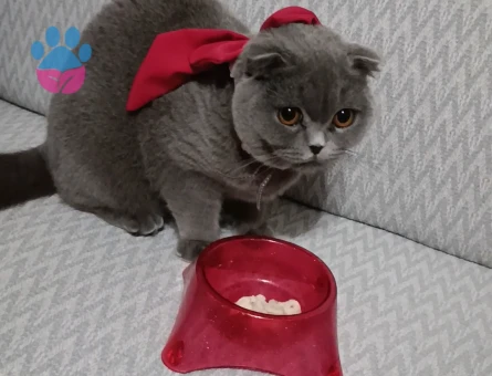 Scottish Kızımıza Eş arıyoruz