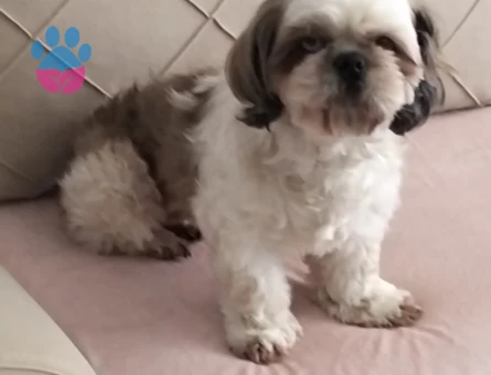 Shih Tzu Güzel Kızıma Eş Arıyorum