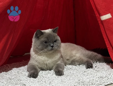 Erkek kedime dişi arıyorum