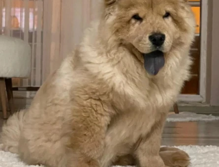 Chow chow dişi köpeğime çiftlestirmek için eş - 118968096