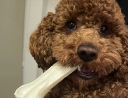 Toy Poodle 1,5 Yaşında Eş Arıyor - 118968101