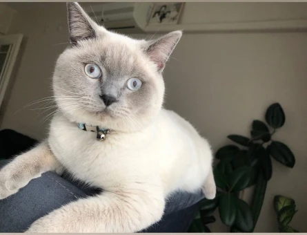 British Shorthair 1 Yaşında Eş Arıyor - 118968262
