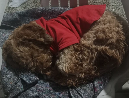 Maltipoo 1,5 yaşında erkek 10 kilo - 118968265