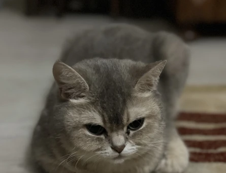 British Shorthair Kızıma Acil Eş Arıyorum - 118968294