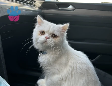 11 aylığa girecek olan iran kedime eş arıyorum