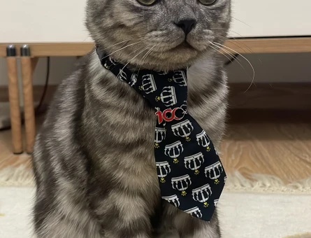 British Shorthair Oğlumuza gelin arıyoruz - 118968297