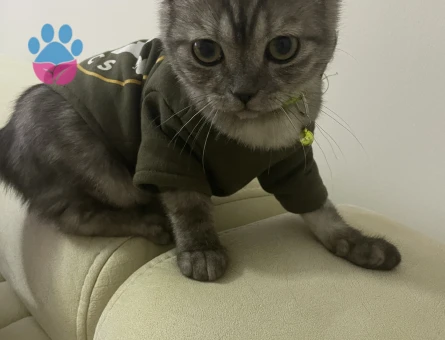 British Shorthair Oğlumuza gelin arıyoruz