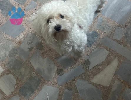 Maltese Terrier Köpeğim Eş Arıyor