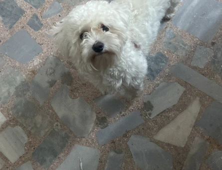 Maltese Terrier Köpeğim Eş Arıyor - 118968316