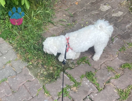 Maltese Terrier Köpeğim Eş Arıyor