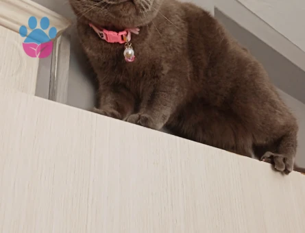 Kızıma Eş Arıyorum