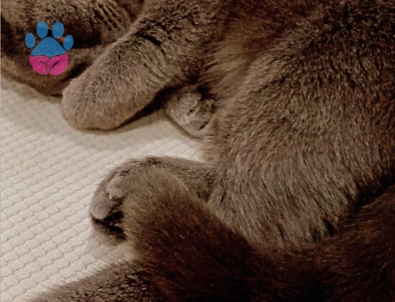 Kızıma Eş Arıyorum