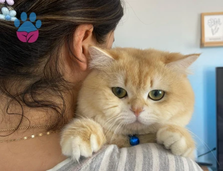 British shorthair golden oğluma eş arıyorum