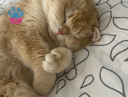 British shorthair golden oğluma eş arıyorum