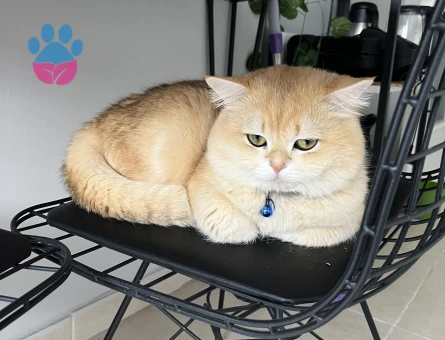 British shorthair golden oğluma eş arıyorum