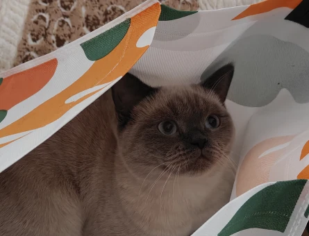 British shorthair 11 Aylık Eş Arıyor - 118976961