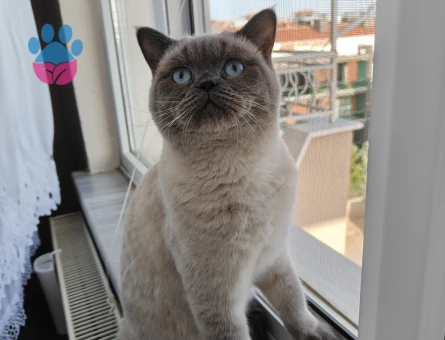 British shorthair 11 Aylık Eş Arıyor