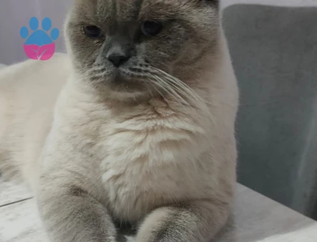 British shorthair 11 Aylık Eş Arıyor