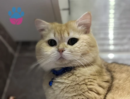 British shorthair golden oğluma eş arıyorum