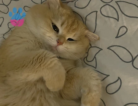 British shorthair golden oğluma eş arıyorum