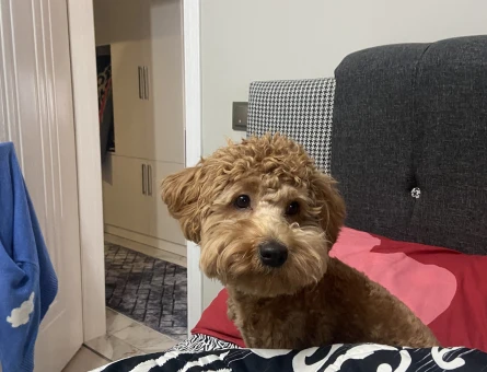 Maltipoo dişi arıyoruz - 118976966