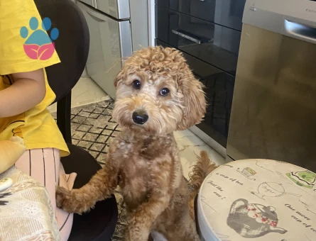 Maltipoo dişi arıyoruz