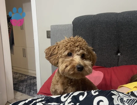 Maltipoo dişi arıyoruz