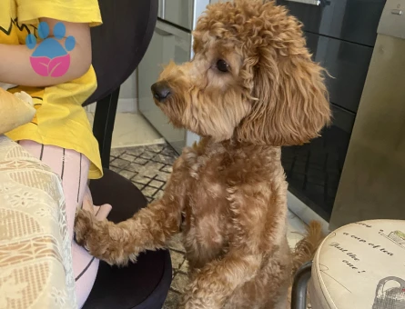 Maltipoo dişi arıyoruz