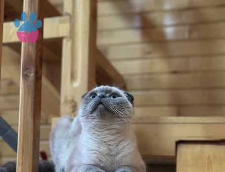 Kızımıza damat arıyoruz