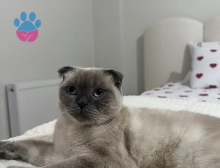 Kızımıza damat arıyoruz