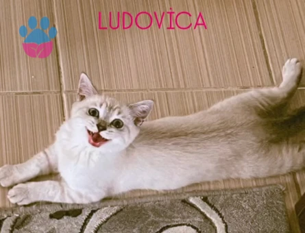 Kızımıza eş arıyoruz