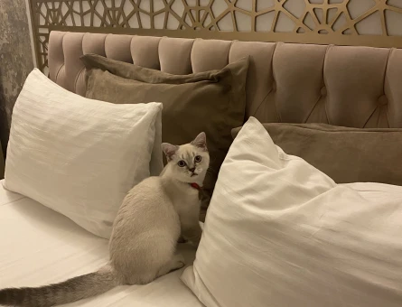 YAKIŞIKLI OĞLUMA EŞ ARIYORUZ 🔥😍 - 118976972
