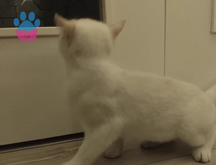 Kızımıza eş arıyoruz