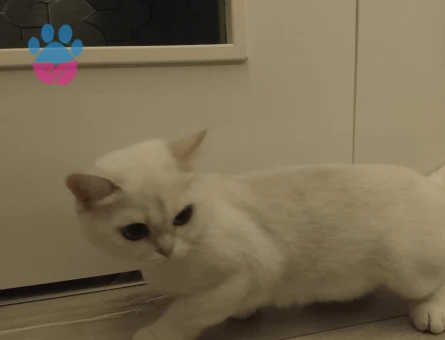 Kızımıza eş arıyoruz