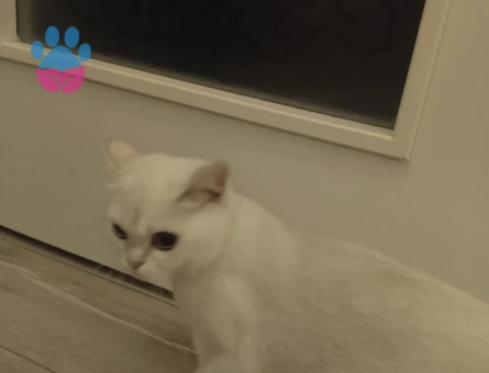 Kızımıza eş arıyoruz