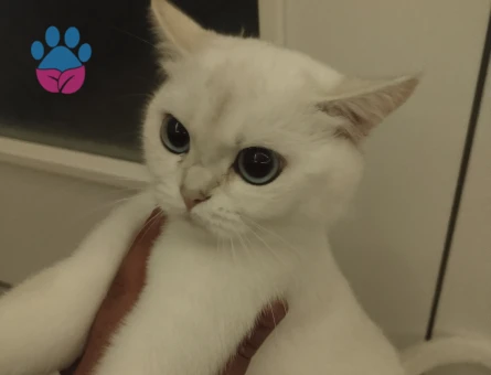 Kızımıza eş arıyoruz