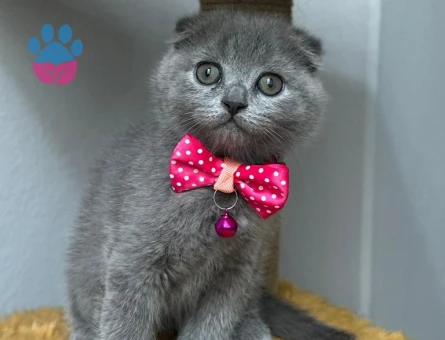 Scotish kızıma eş arıyorum